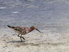 Spovsnäppa (Calidris ferruginea, Curlew Sandpiper) Kalloni, Lesvos, Greece.