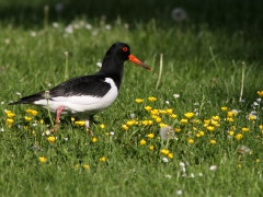 Strandskata (Haematopus ostralegus, Oystercatcher) Strandbjörket, Växjö, Sm.