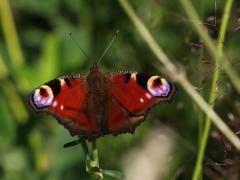 Påfågelöga (Inachis io, European Peacock) Biparadiset, Bokhultet NR, Växjö, Sm.