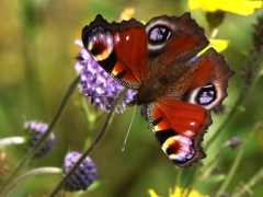 Påfågelöga (Inachis io, European Peacock) Biparadiset, Bokhultet NR, Växjö, Sm.