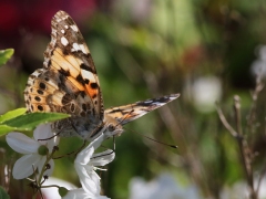 Tistelfjäril Vanessa (Cynthia) cardui Painted Lady) Västernäs, Ramdala, Bl.