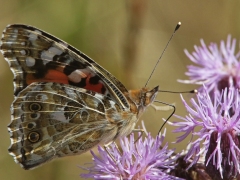 Tistelfjäril Vanessa (Cynthia) cardui Painted Lady) Västernäs, Ramdala, Bl.