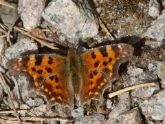 Körsbärsfuks ( Nymphalis polychloros, Large Tortoiseshell) Strömbergshyttan, Sm.