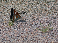 Aspfjäril (Limenitis populi, Poplar Admiral)  Biparadiset, Bokhultet NR, Växjö, Sm.
