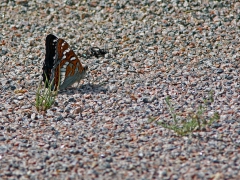 Aspfjäril (Limenitis populi, Poplar Admiral)  Biparadiset, Bokhultet NR, Växjö, Sm.