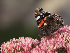 Amiral (Vanessa Atalanta, Red Admiral) Söder, Växjö, Sm.