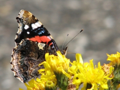 Amiral (Vanessa Atalanta, Red Admiral) Västernäs, Ramdala, Bl.