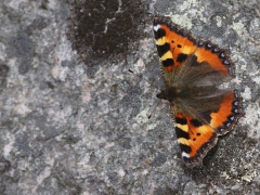 Nässelfjäril (Aglais urticae, Small Tortoiseshell) Senoren, Ramdala, Bl.