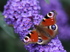 Påfågelöga (Inachis io, European Peacock) Västernäs, Senoren, Bl.