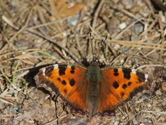 Videfuks (Nymphalis xanthomelas, Scarce Tortoiseshell) Vissefjärda, Bl.