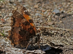 Videfuks (Nymphalis xanthomelas, Scarce Tortoiseshell) Vissefjärda, Bl.