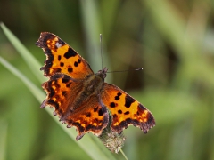 Vinbärsfuks (Polygonia c-album, Comma  )  Lidhult, Jönköping, Sm.