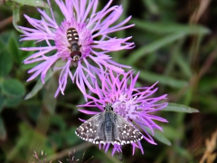 Backvisslare (Pyrgus armoricanus, Oberthür's Grizzled Skipper) Skåne.