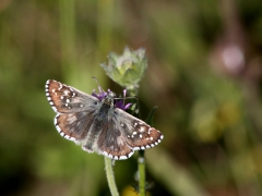 Kattunvisslare (Pyrgus alveus, Large Grizzled Skipper) Grinduga, Gävle, Gstr.