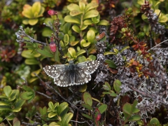 Myrvisslare (Pyrgus centaureae, Northern Grizzled Skipper) Abisko Östra Jukkasjärvi, T lpm.