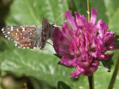 Backvisslare (Pyrgus armoricanus, Oberthür's Grizzled Skipper) Skåne.