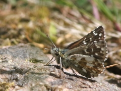 Backvisslare (Pyrgus armoricanus, Oberthür's Grizzled Skipper)Kristianstad kommun, Skåne.