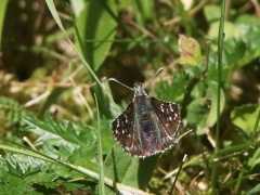 Backvisslare (Pyrgus armoricanus, Oberthür's Grizzled Skipper) Skåne.