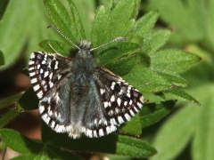 Smultronvisslare (Pyrgus malvae, Grizzled Skipper).  Lenstads NR, Öl.