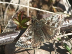 Skogsvisslare (Erynnis tages, Dingi Skipper). Lenstads NR. Öl.