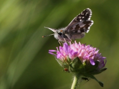 Kattunvisslare (Pyrgus alveus, Large Grizzled Skipper) Grinduga, Gävle, Gstr.